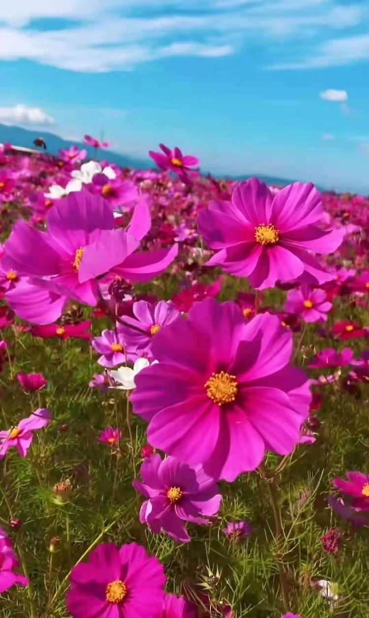格桑花批发 格桑花价格 大波斯菊基地