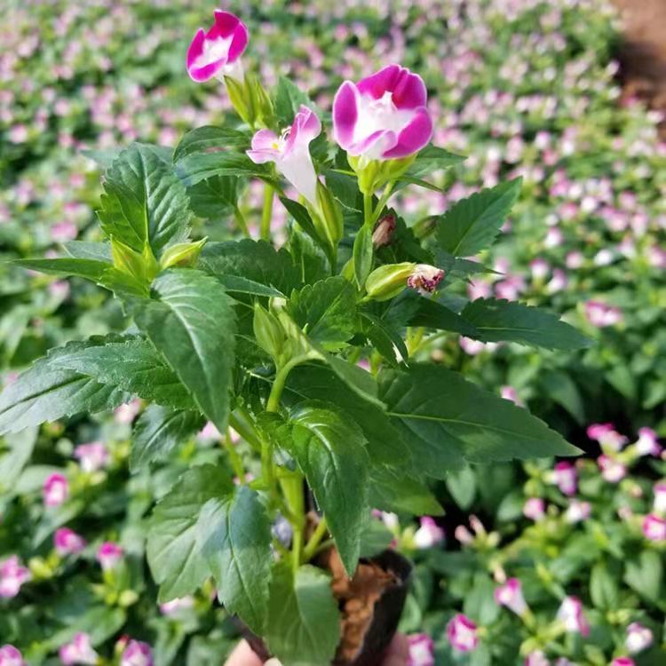 夏堇价格