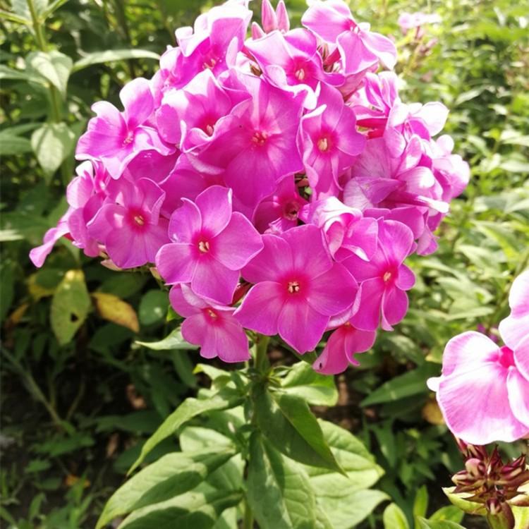 大花福禄考 天兰绣球 福禄考种植基地