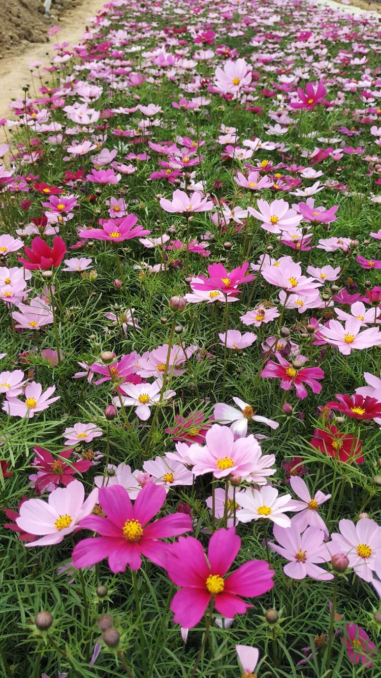 格桑花杯苗 青州格桑花 大波斯菊批发
