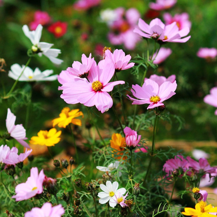 格桑花价格