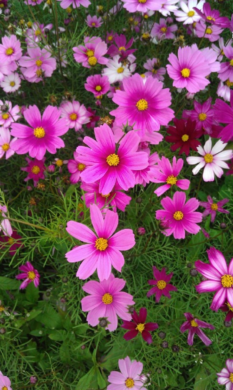 格桑花 格桑花价格