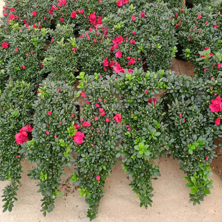 常绿灌木 杜鹃花种植基地 宇宙花卉苗木 杜鹃花盆栽