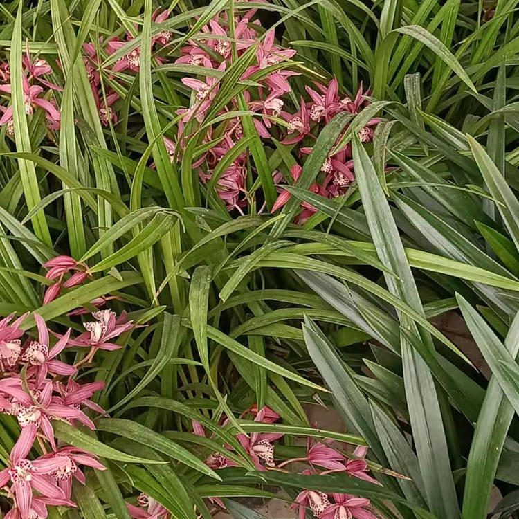 地生草本植物 兰花盆栽批发供应 来宇宙花卉苗木