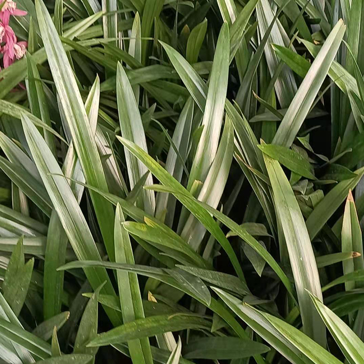 兰花盆栽价格 附生或地生草本植物 兰花基地