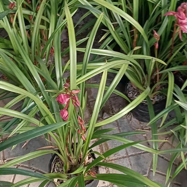 供观赏 兰花培育基地 宇宙花卉苗木批发供应