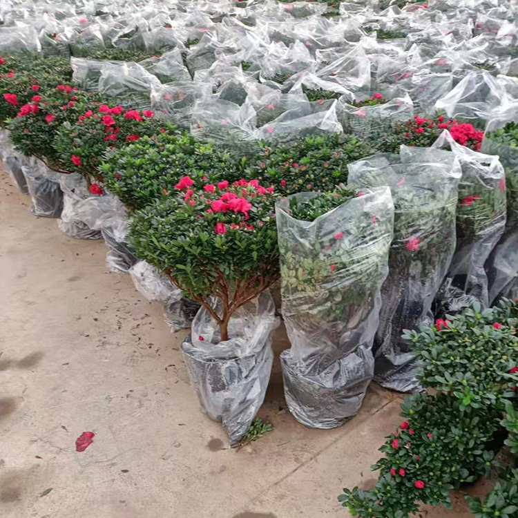 宇宙花卉出售杜鹃花盆栽 杜鹃花批发供应