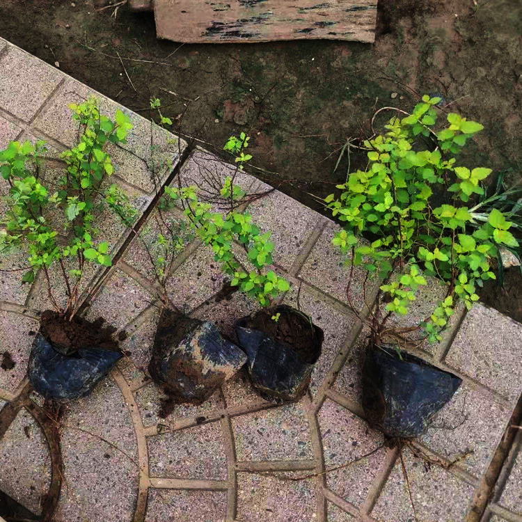 粉花绣线菊价格 粉花绣线菊种植户 粉花绣线菊批发 夏杰花卉
