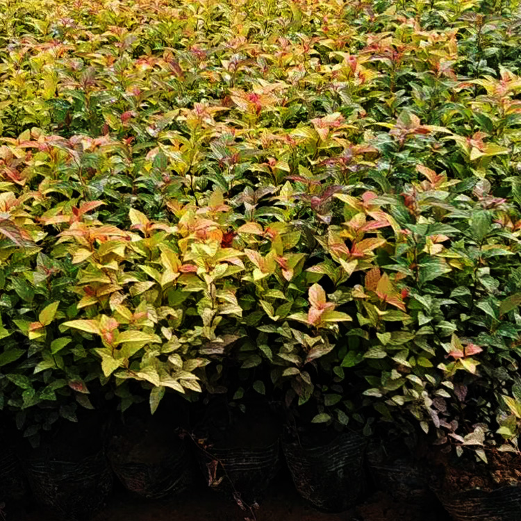 绣线菊价格 绣线菊出售 绣线菊种植基地 夏杰花卉