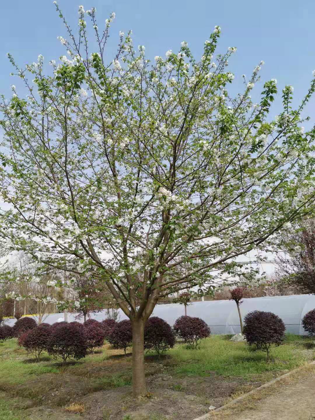  苗圃直销樱花工程苗 早樱批发 海之森园林 
