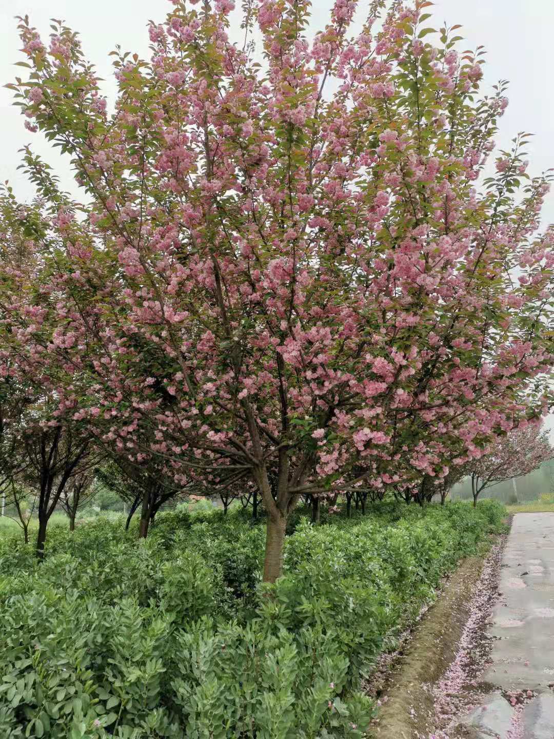 海之森园林樱花工程苗 成都樱花苗销售 成都樱花工程苗批发 苗圃直销 价格实惠