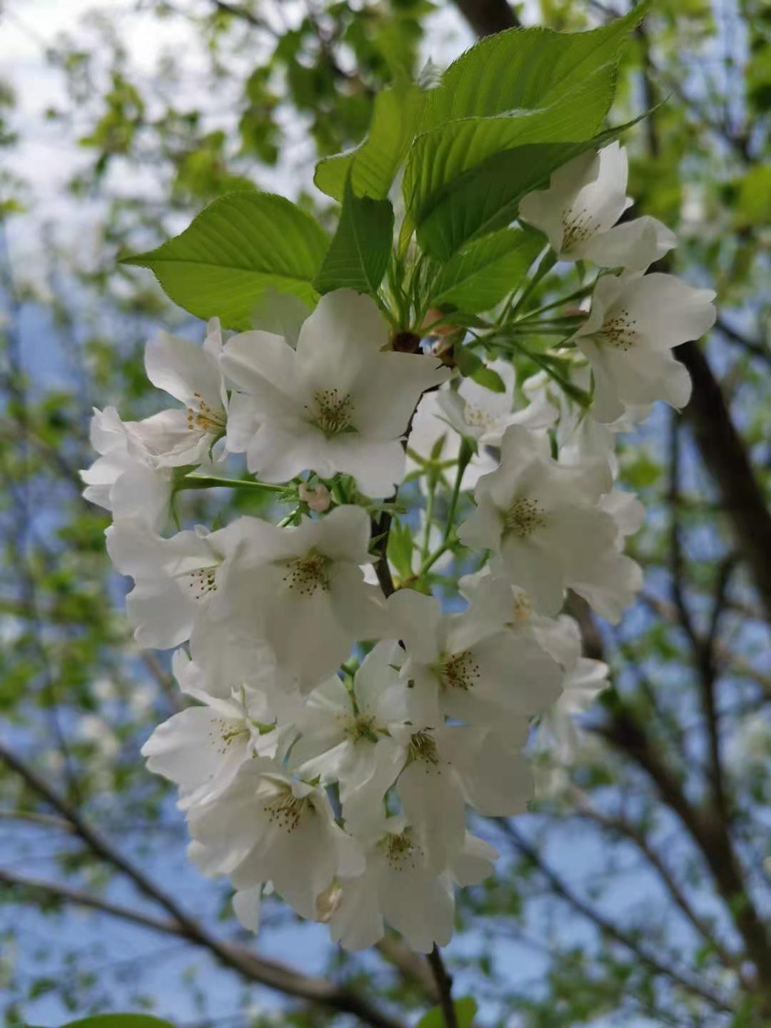 海之森园林 苗圃直销樱花工程苗 早樱批发