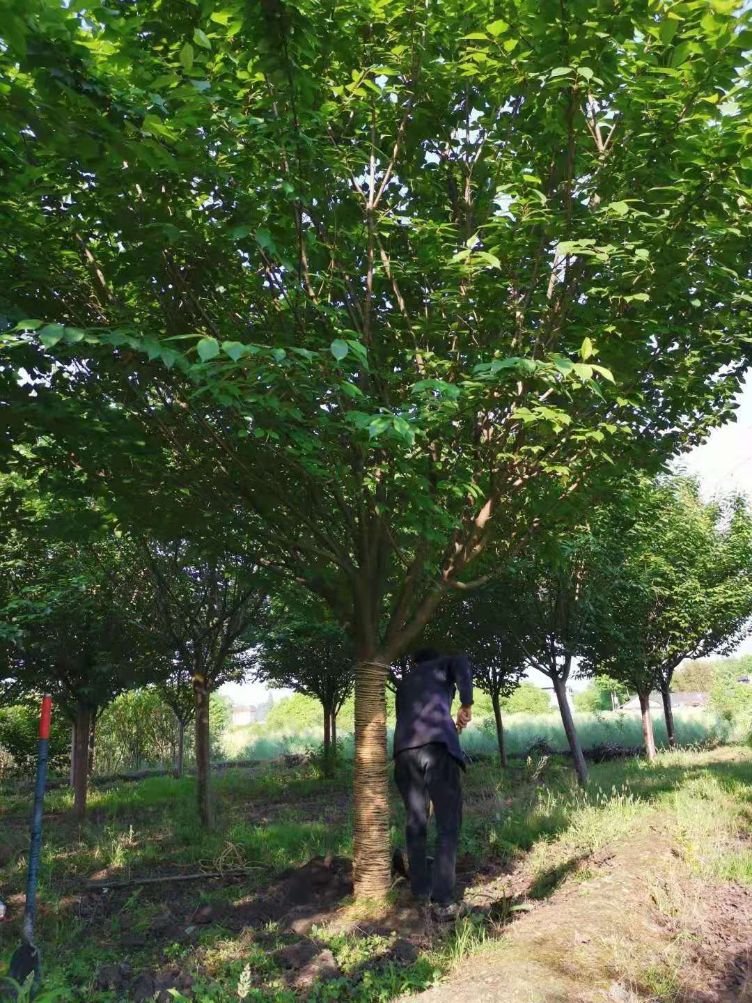 海之森园林樱花工程苗 成都樱花苗销售 成都樱花工程苗批发 苗圃直销 价格实惠