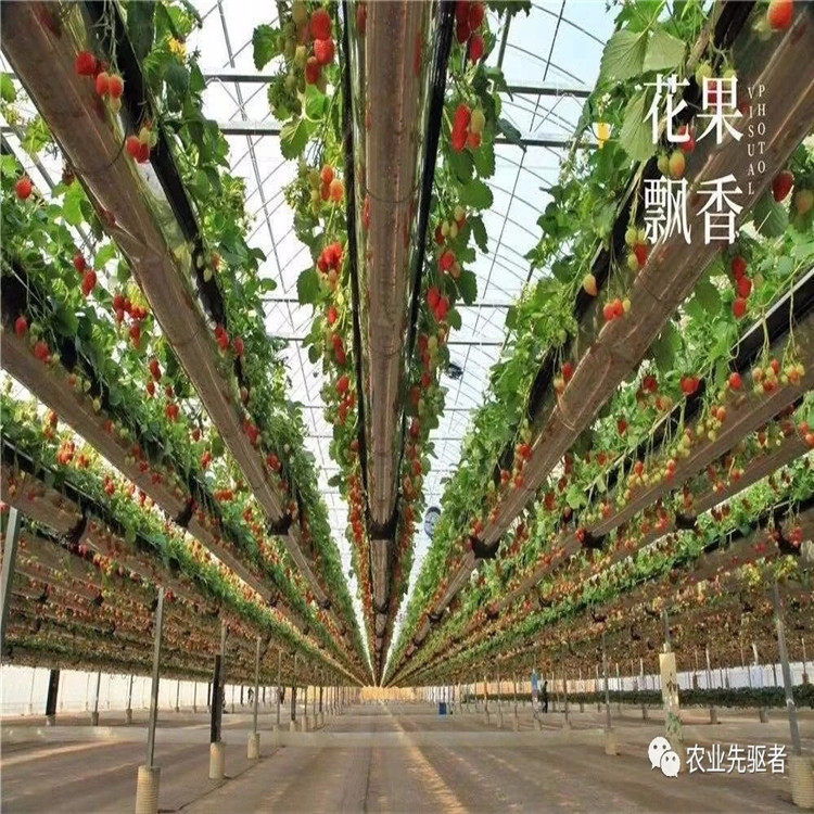 空中草莓种植系统  草莓栽培高架生产 草莓高架栽培报价低