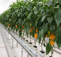 期待来电洽谈荷兰模式种植系统造价    无土栽培技术 效果好