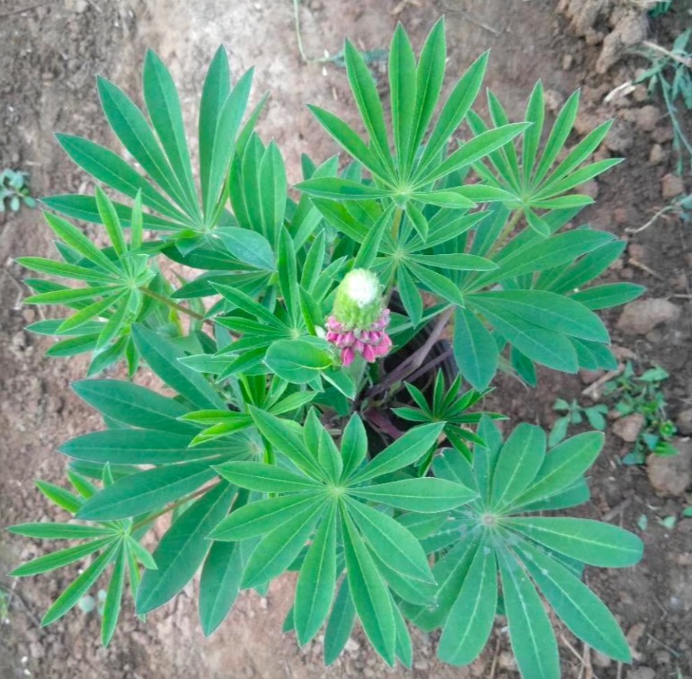 羽扇豆价格 羽扇豆（鲁冰花）基地