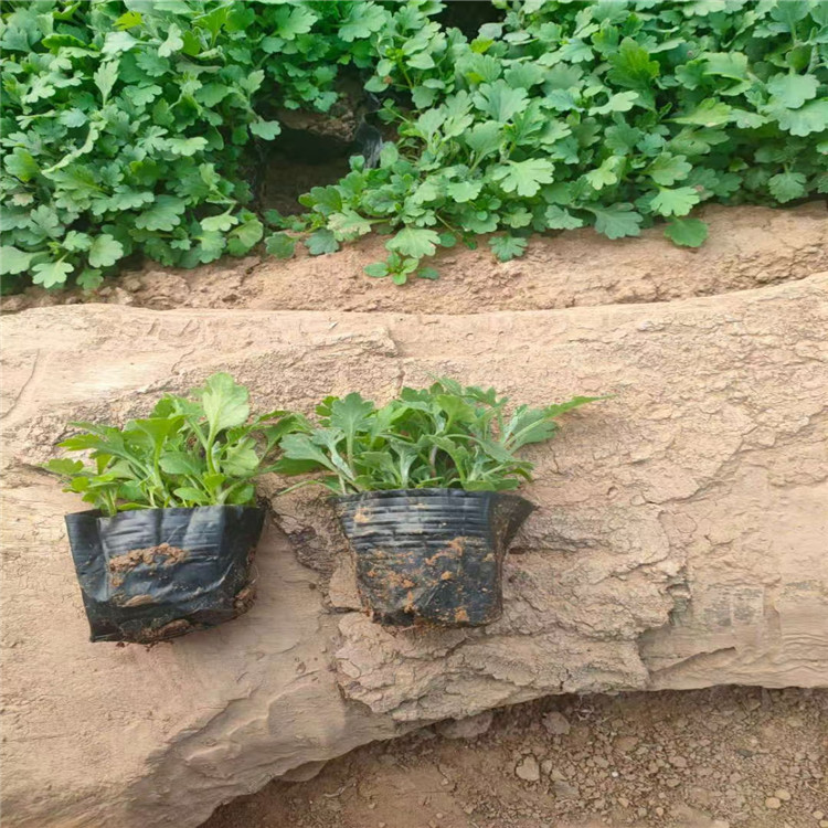 地被菊培养基地 地被菊大量有货 地被菊幼苗供应 青州地被菊直批