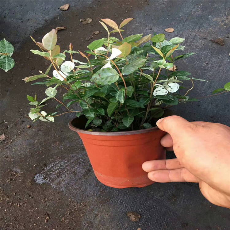 花叶络石价格 时令花卉花叶络石基地 庭院植物花叶络石供应 江瑞花叶络石成活高