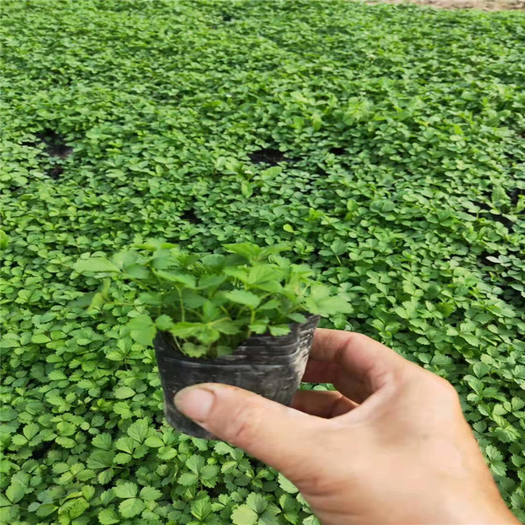 多年生草本蛇莓出售 蛇莓大量供应 营养杯蛇莓好种植 山东蛇莓价格 江瑞直供