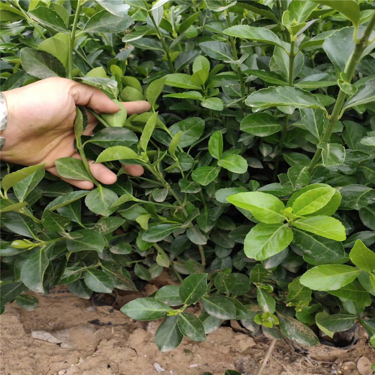 爬行卫矛价格 山东小叶扶芳藤培育基地 营养杯爬行卫矛供应批发 小叶扶芳藤精选厂家 江瑞园艺