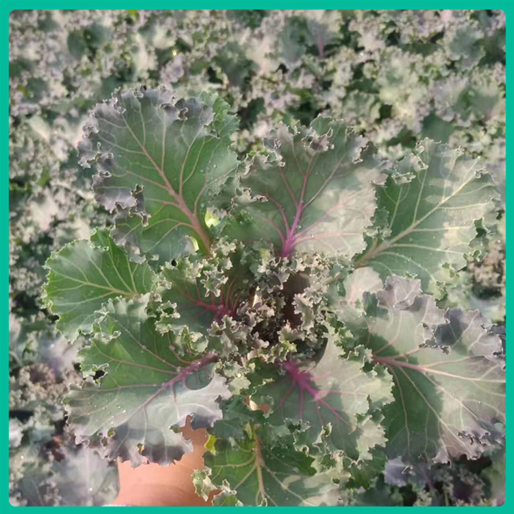 禹阳花卉 青州羽衣甘蓝种植基地 耐寒型植物