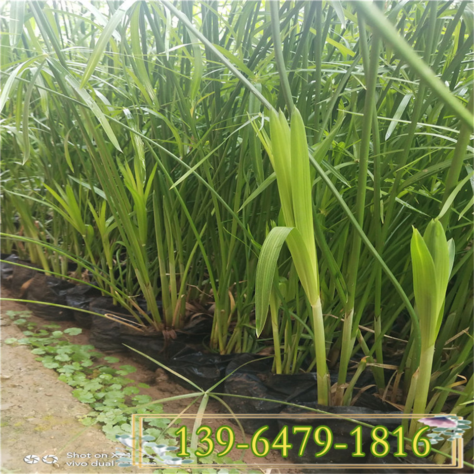 提供品质好的旱伞草大杯苗 水生植物 园林绿化批发水竹营养钵苗