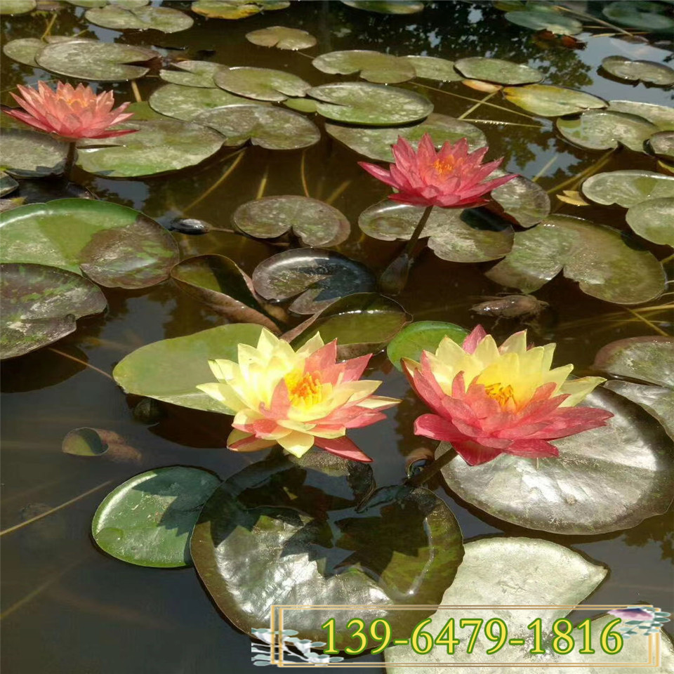 水生花卉碗莲盆苗 睡莲盆栽种苗 山东碗莲供应价格