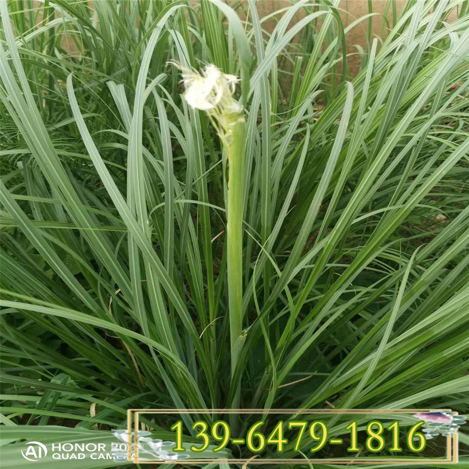 矮蒲苇带土盆苗价格 矮蒲苇小苗供应商 防止水土流失植物
