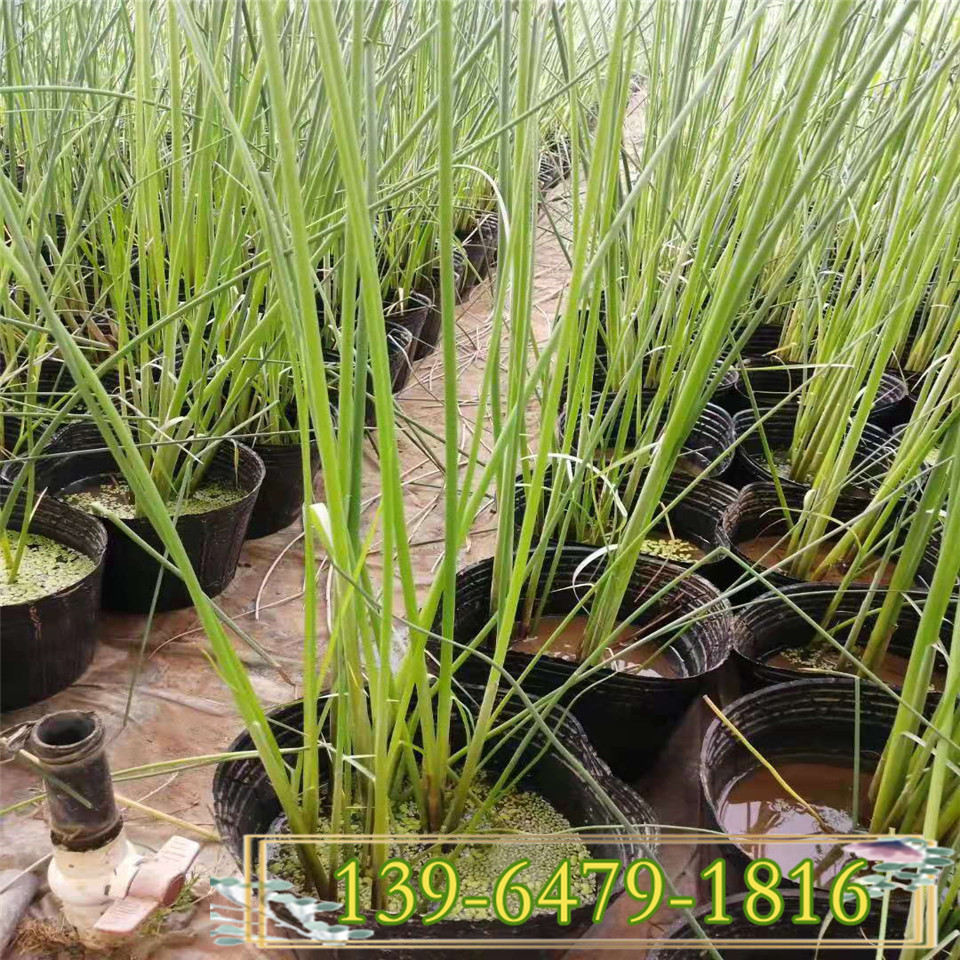 批发供应水生植物水葱种苗 多芽花叶水葱报价 景区河边绿化苗