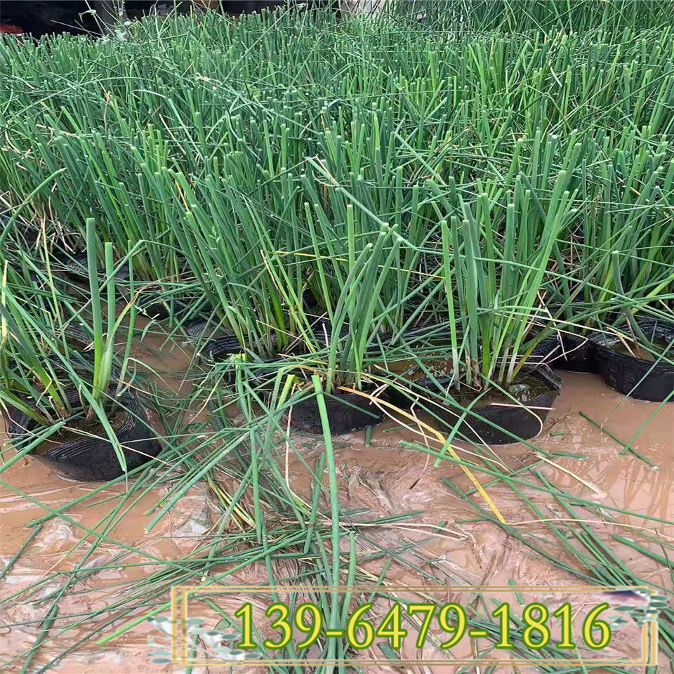 野生水生花卉青叶水葱盆苗 花叶水葱绿化用苗 池塘浅水植物