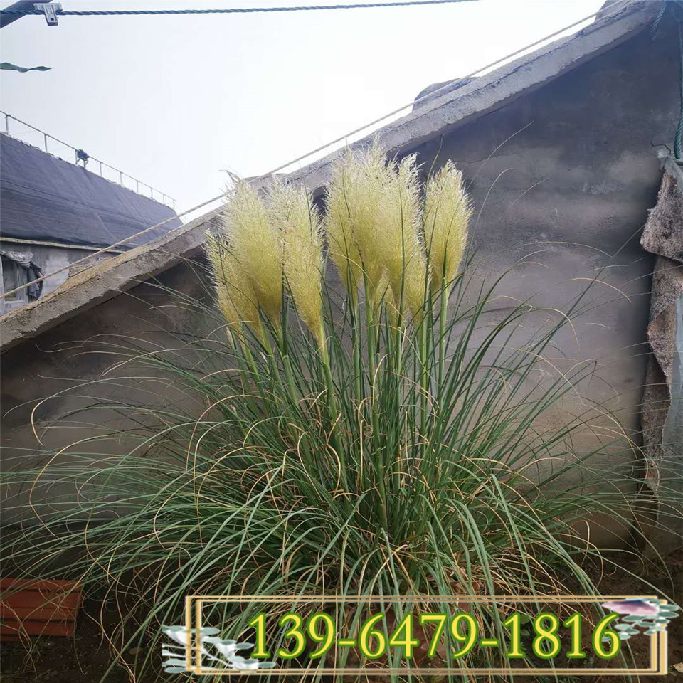 多年生草本矮蒲苇容器苗报价 白色花穗矮蒲苇幼苗上车价