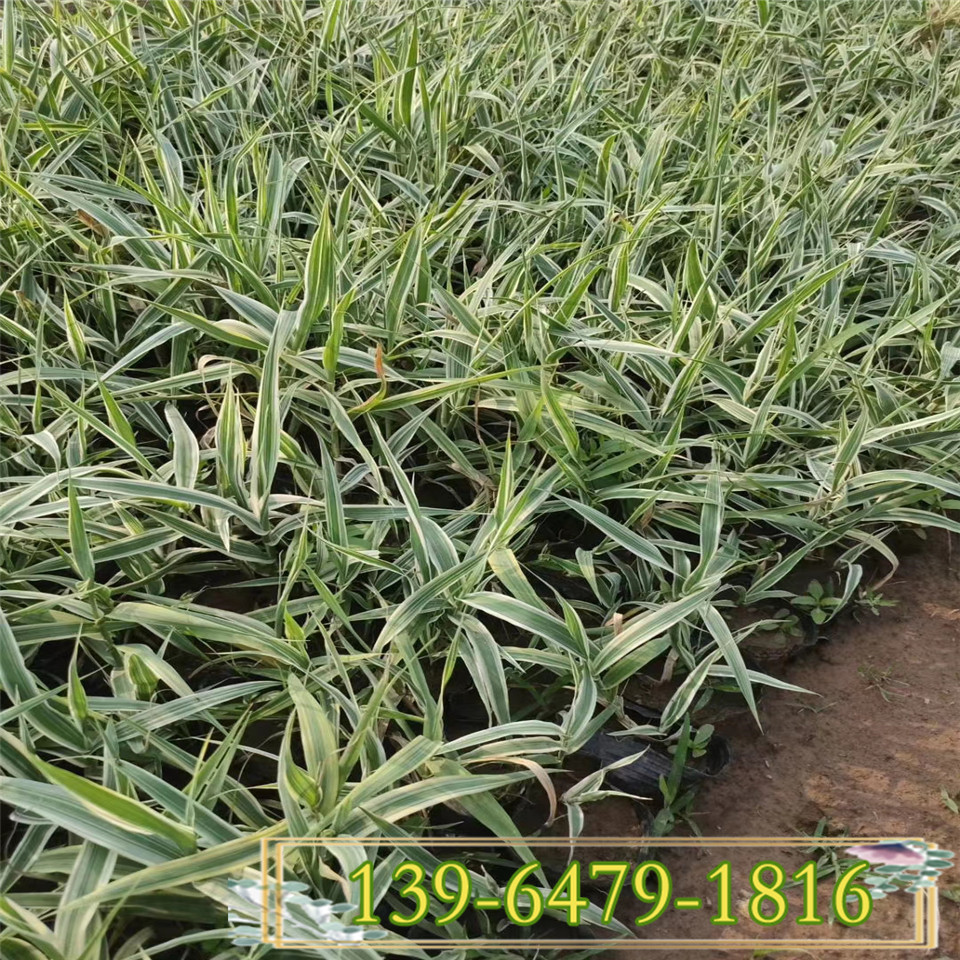 花叶芦竹J简单介绍 挺水植物 水生湿地绿化景观 青叶芦竹袋苗