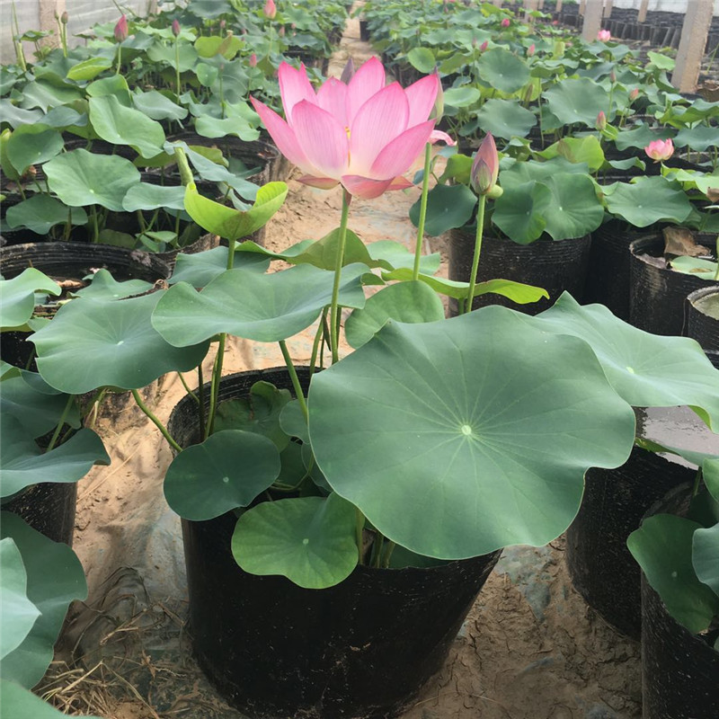 品种荷花容器苗种植基地 荷花种苗批发市场 青州花卉大量供应