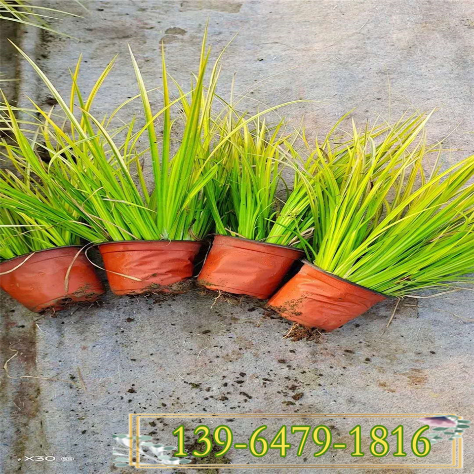 金叶石菖蒲带土盆栽苗 四川金叶苔草袋苗 成都石菖蒲小苗青州基地