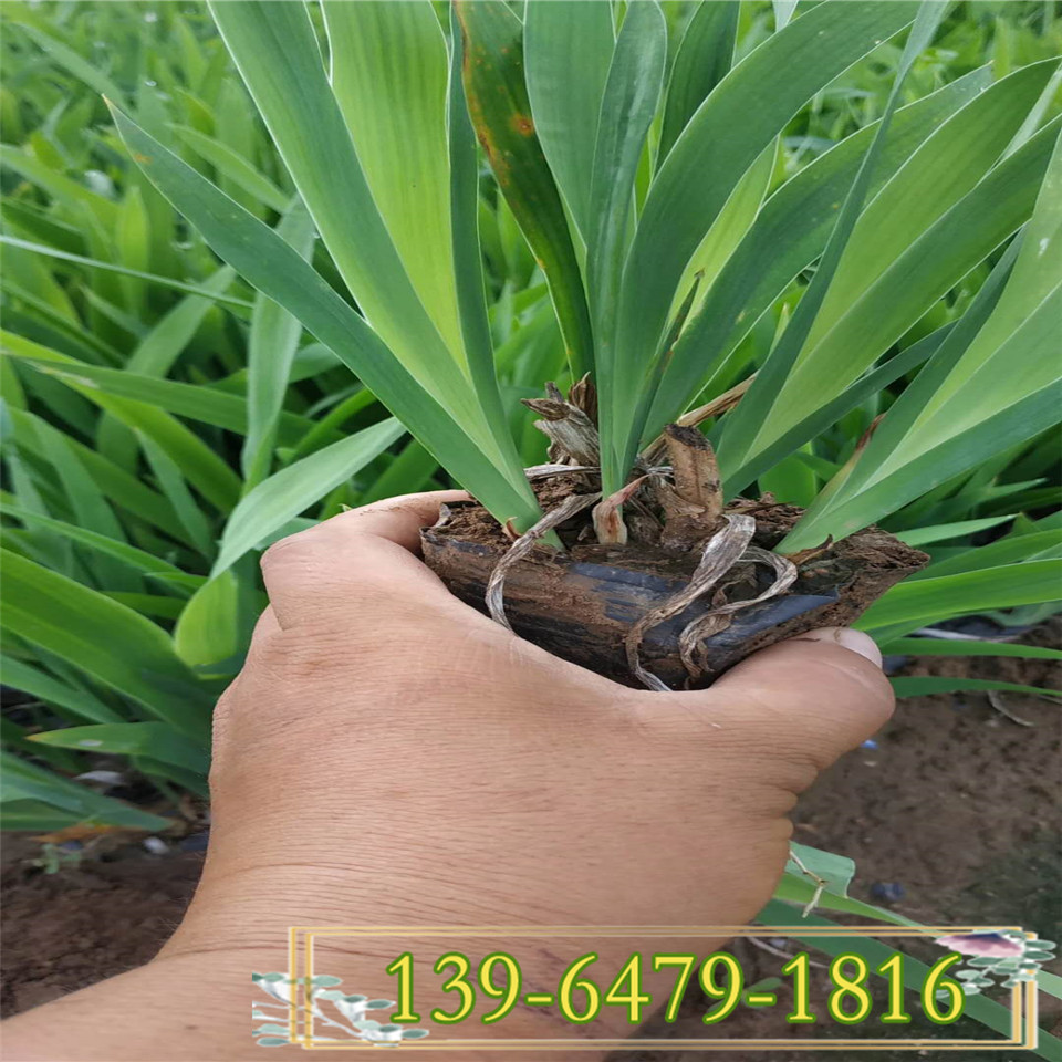 绿化水生常用花卉价格  射干鸢尾小苗批发  青州射干花苗等水生植物