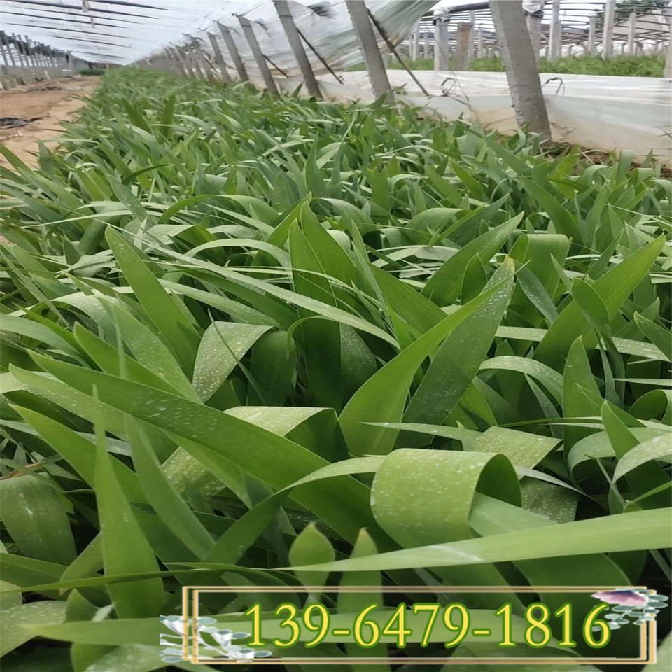 近水植物射干营养钵苗 射干鸢尾小苗价格  四川成都水生花卉基地