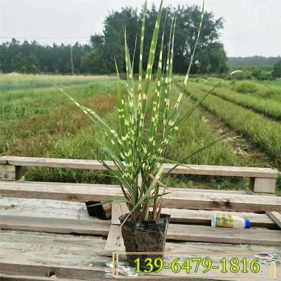 斑叶芒容器苗批发 湿地绿化斑叶芒地栽苗 青州观赏草市场