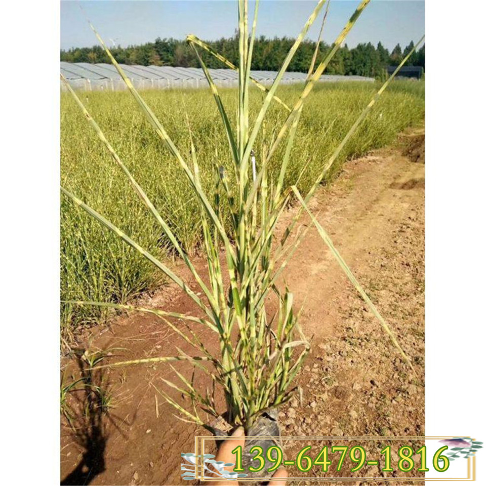 青州斑叶芒小苗 水生观赏草斑叶芒袋苗 绿化苗木批发