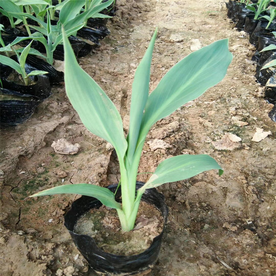 水生植物花叶美人蕉容器苗 大花美人蕉小苗 红花美人蕉批发