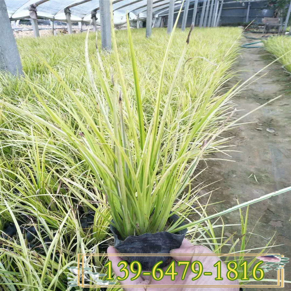 山东金叶石菖蒲容器苗基地 质量好价格低的金边菖蒲小苗