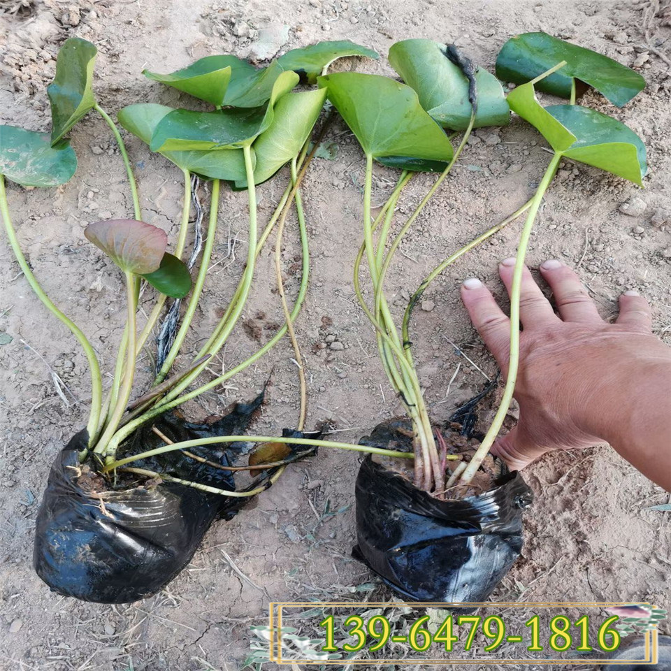 水生植物碗莲绿化苗 睡莲种苗供应 北方货源碗莲供应价格