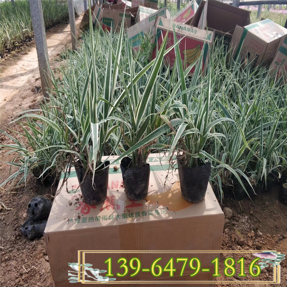 青州花叶芦竹营养杯苗 水生植物花叶芦竹容器苗供应商家