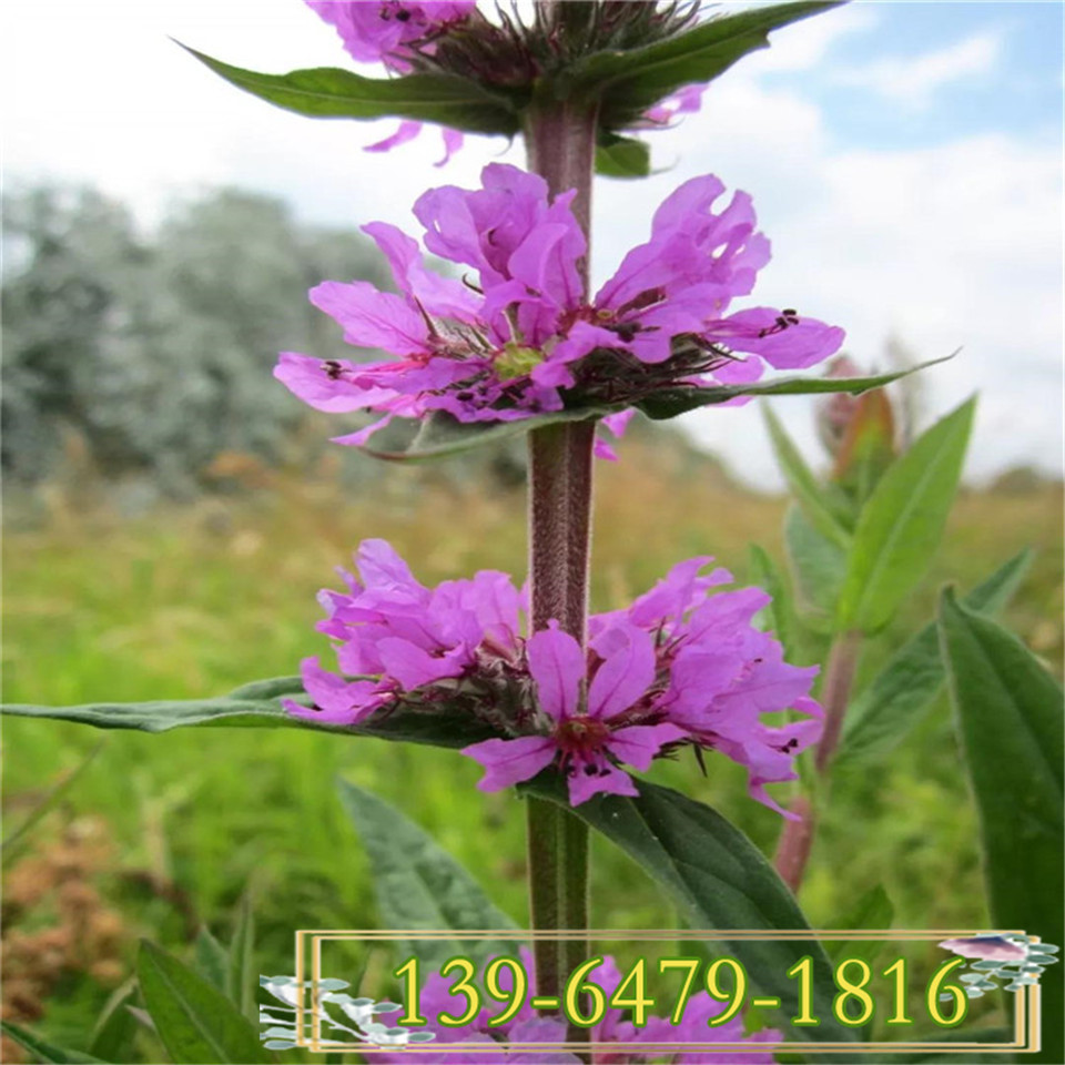 青州千屈菜小苗价格 水枝柳对叶莲水生湿地植物 千屈菜工程苗