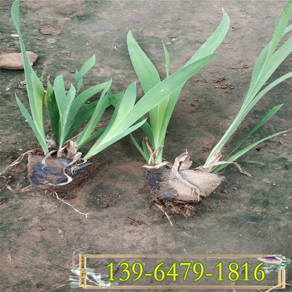 开粉花的水生植物 粉花射干容器苗 景区绿化射干花苗