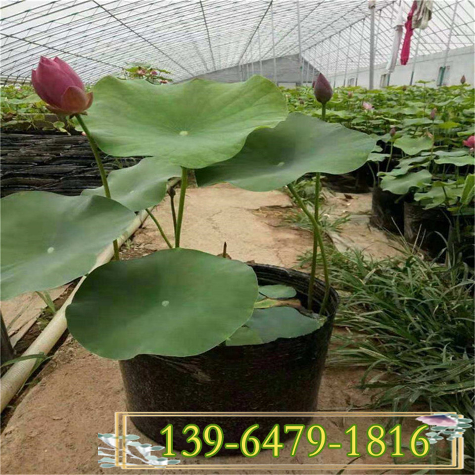盆栽荷花苗价格 水培荷花种植基地 微山湖荷花