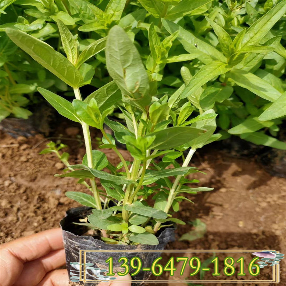 多年生千屈菜小苗适合哪里种植 河道绿化常用花卉 千屈菜几月开花 