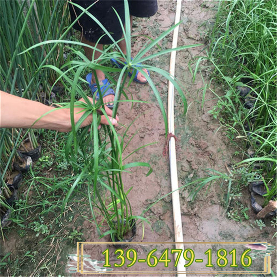 青州水生植物批发 盆栽旱伞草用途 水竹 风车草小苗