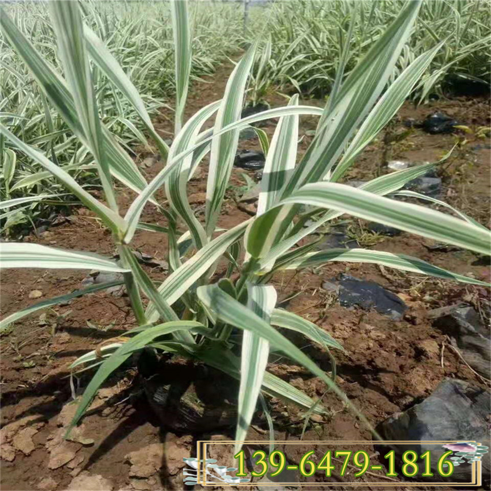 山东花叶芦竹杯苗大量供应 青叶芦竹种苗河边绿化植物