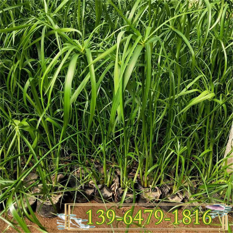 供应多年生水生植物 旱伞草黑皮桶苗 风车草 别名(水竹)简单介绍