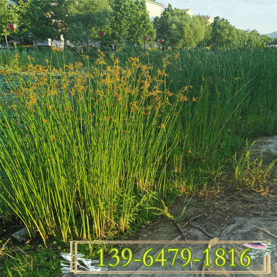 供应花叶水葱营养钵苗 河道治理常用植物 水葱容器苗水生植物批发